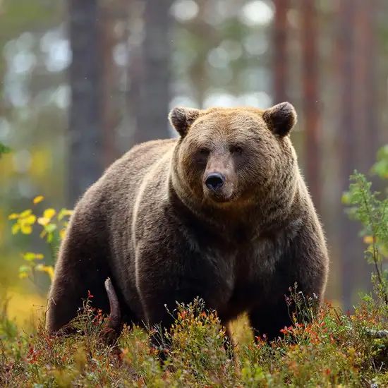 Image related to Fortress of the Bear