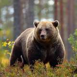 Fortress of the Bear Sitka Alaska