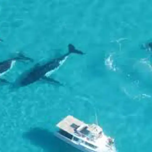 Image related to Swim with Humpback Whales