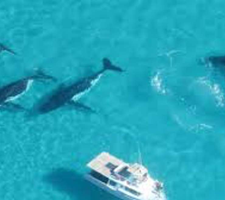 Swim with Humpback Whales