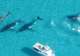 Swim with Humpback Whales