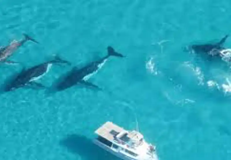 Swim with Humpback Whales