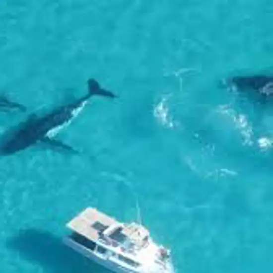 Image related to Swim with Humpback Whales
