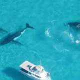 Image related to Swim with Humpback Whales