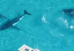 IgluCruise.Application.ViewModels.Shared.WebImageViewModel?.Description