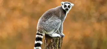 Image related to Surabaya Zoo