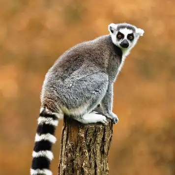 Image related to Image related to Surabaya Zoo