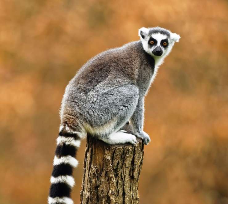 Surabaya Zoo