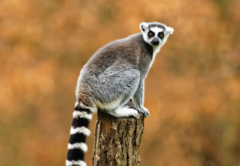 Surabaya Zoo