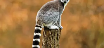 Image related to Surabaya Zoo