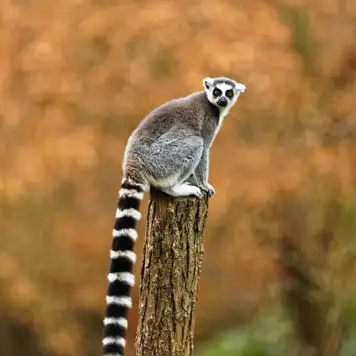 Image related to Surabaya Zoo