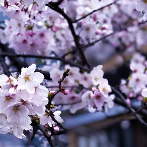 Image related to Wakayama City