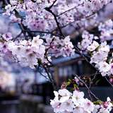 Image related to Wakayama City