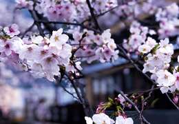 IgluCruise.Application.ViewModels.Shared.WebImageViewModel?.Description