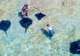 Dive Tatapouri
