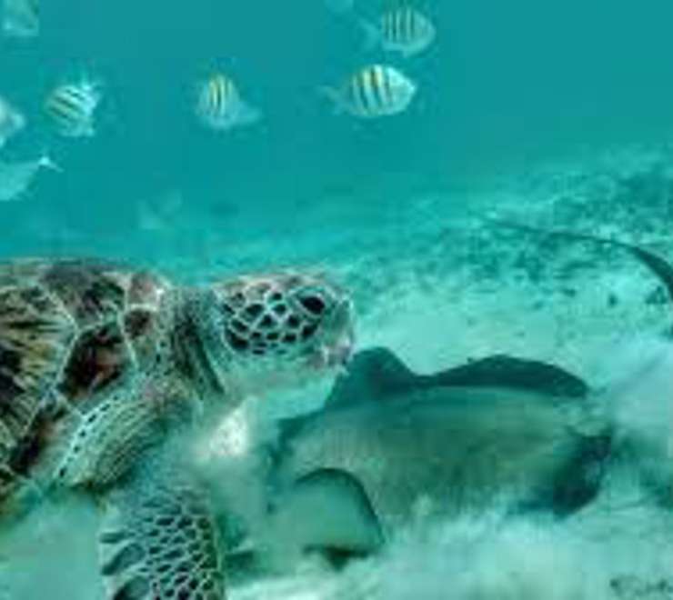 Snorkelling in Turquoise Waters