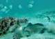 Snorkelling in Turquoise Waters