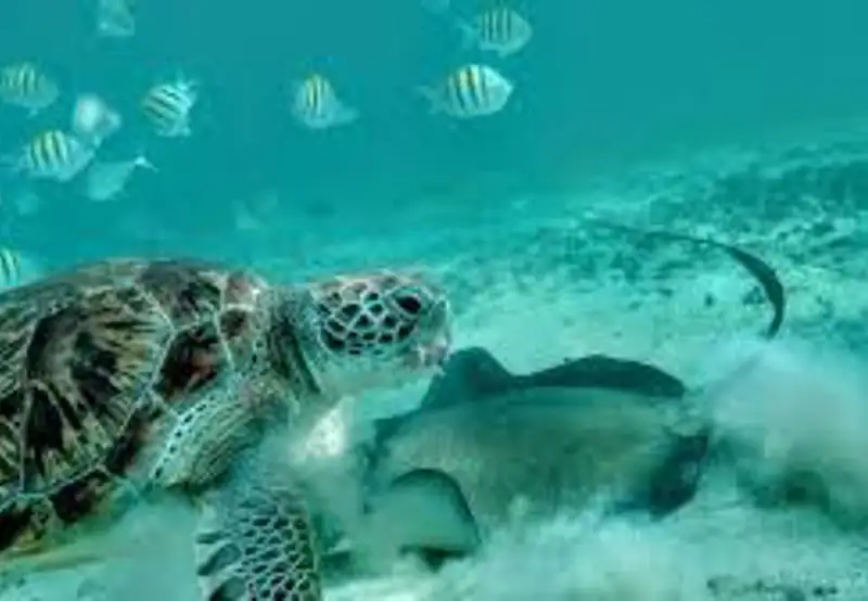 Snorkelling in Turquoise Waters