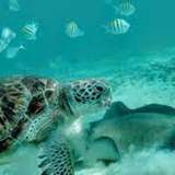 Image related to Snorkelling in Turquoise Waters