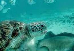 IgluCruise.Application.ViewModels.Shared.WebImageViewModel?.Description