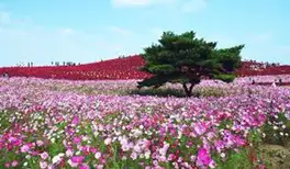 Image related to Hitachinaka, Japan