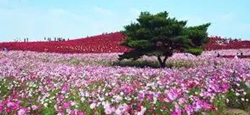 Image related to Hitachinaka, Japan