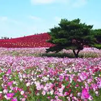 Image related to Hitachinaka, Japan