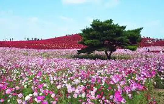 Image related to Hitachinaka, Japan