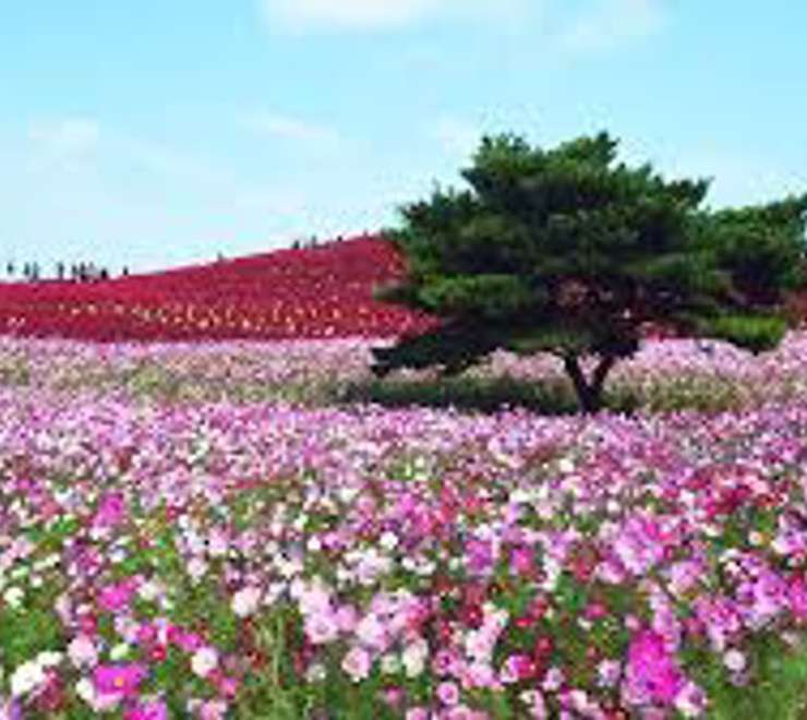 Hitachinaka, Japan