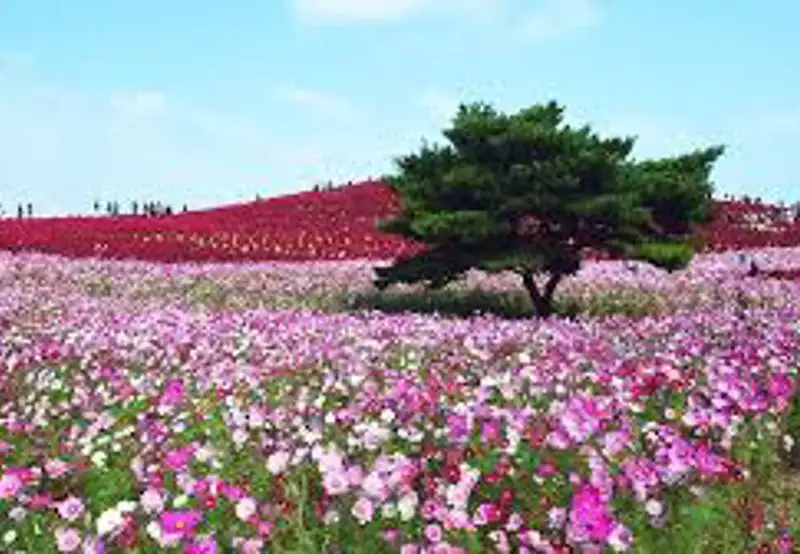 Hitachinaka, Japan