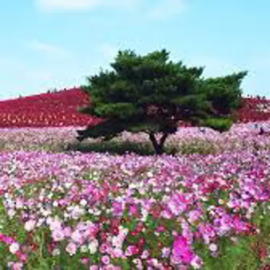 Image related to Hitachinaka, Japan