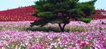 Image related to Hitachinaka, Japan