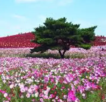 Hitachinaka, Japan