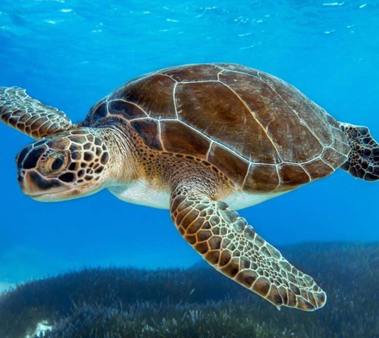 Sea Turtle Sanctuary