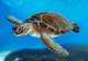 Sea Turtle Sanctuary