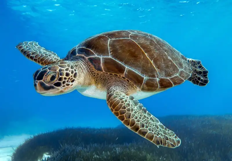 Sea Turtle Sanctuary