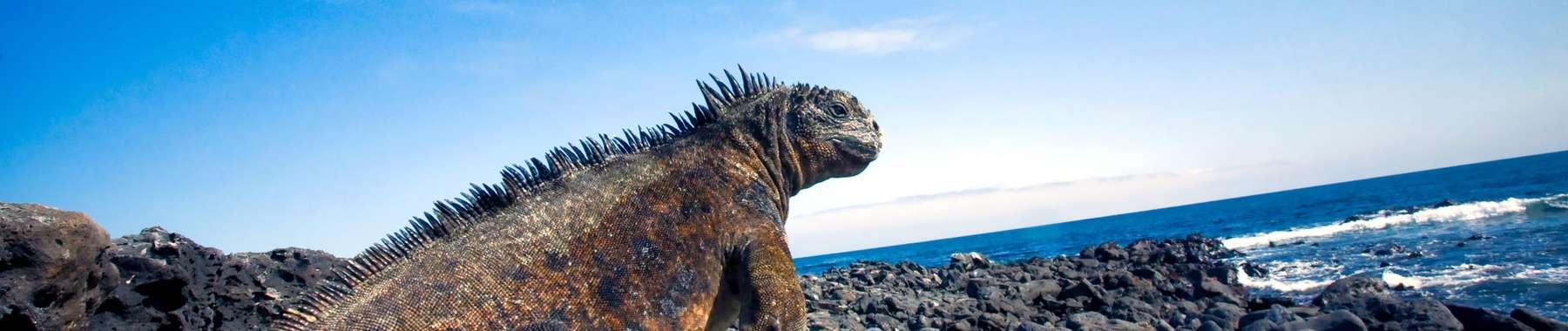 Galapagos cruises