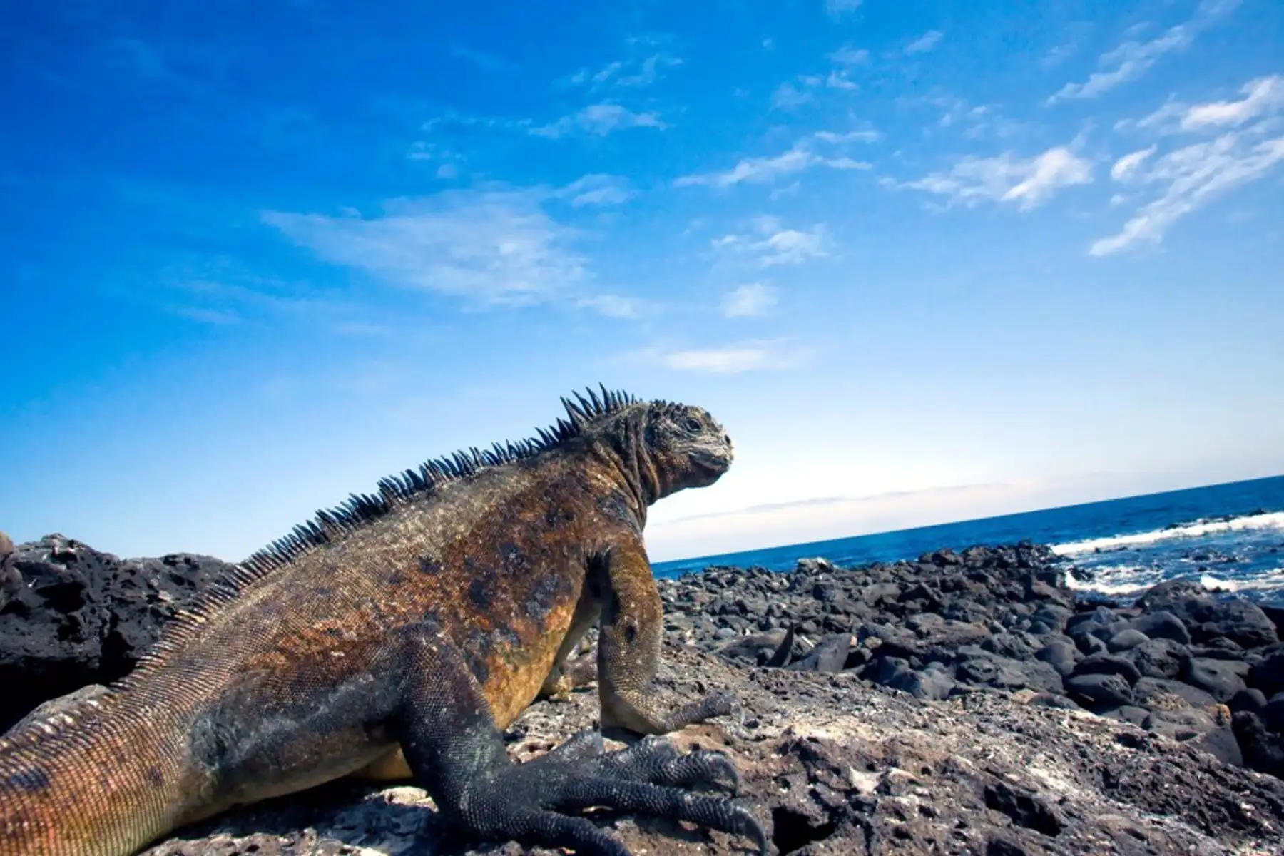 Image related to Galapagos Cruises
