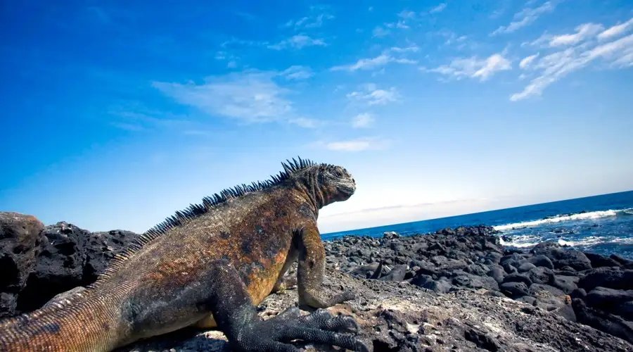 Image related to Galapagos Cruises
