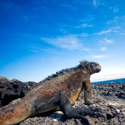 Cruise holiday campaign