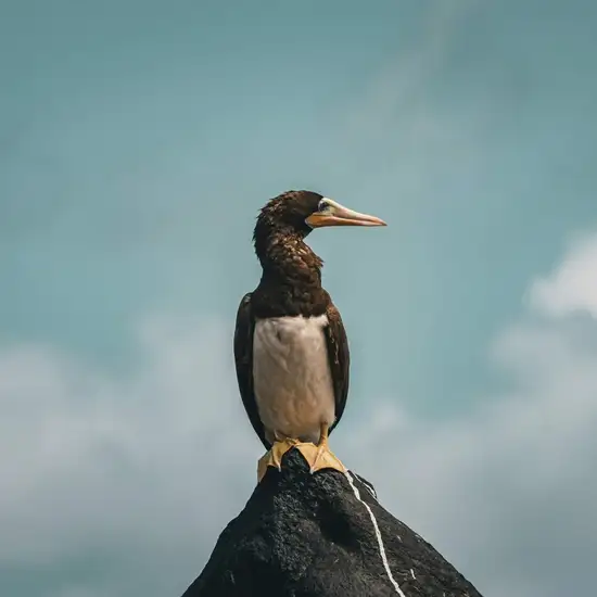 Image related to Zodiac Tours