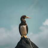 Image related to Zodiac Tours