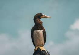 IgluCruise.Application.ViewModels.Shared.WebImageViewModel?.Description