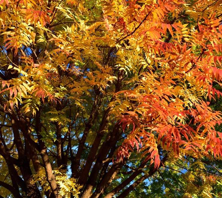 Linchunling Forest Park