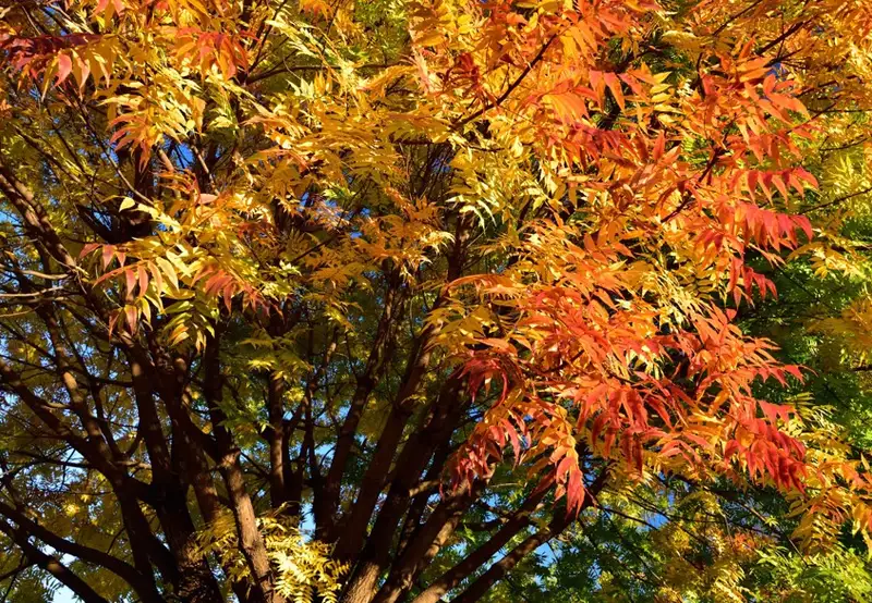 Linchunling Forest Park