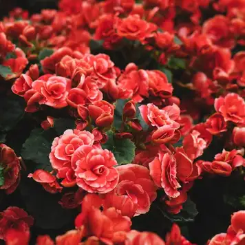 Image related to Botanic Gardens