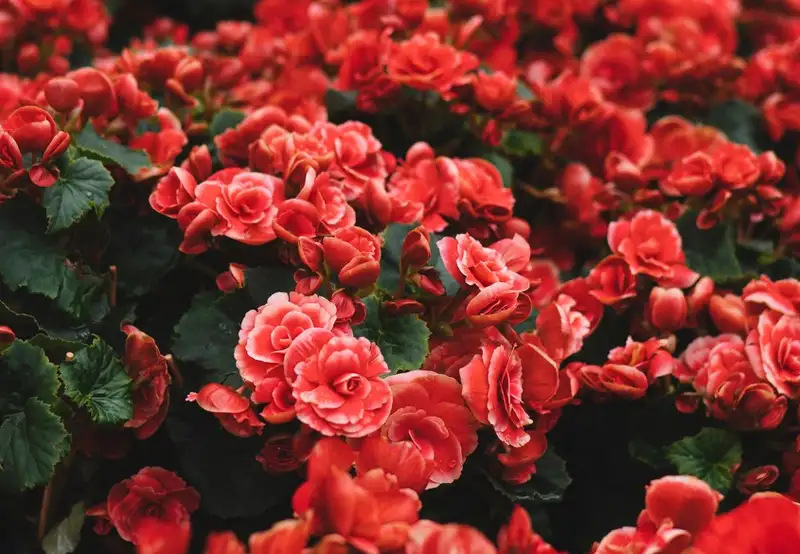 Botanic Gardens