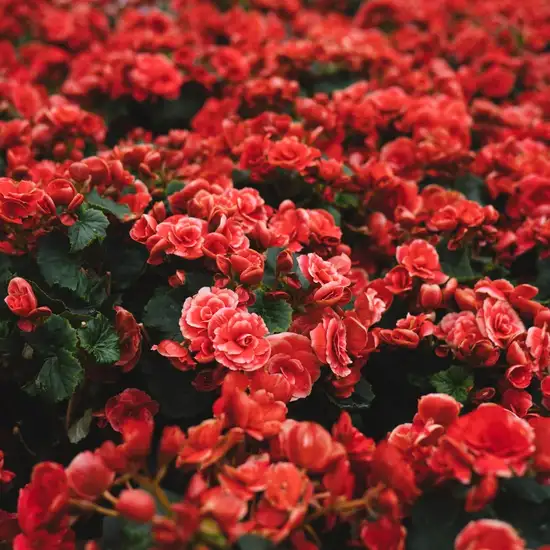 Image related to Botanic Gardens