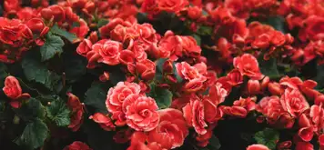 Image related to Botanic Gardens