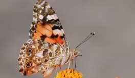 Image related to Butterfly Farm